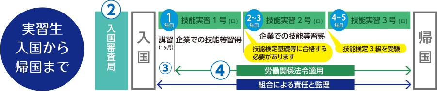 実習生入国から帰国まで